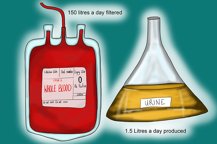150L of blood are filtered and 1.5L of urine are produced in a day from the kidney